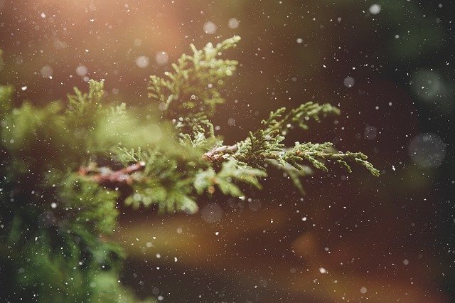 Christmas tree in the snow 